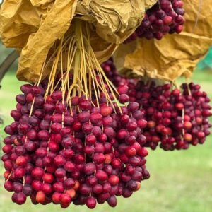 Red Barhi Loose (Kg)