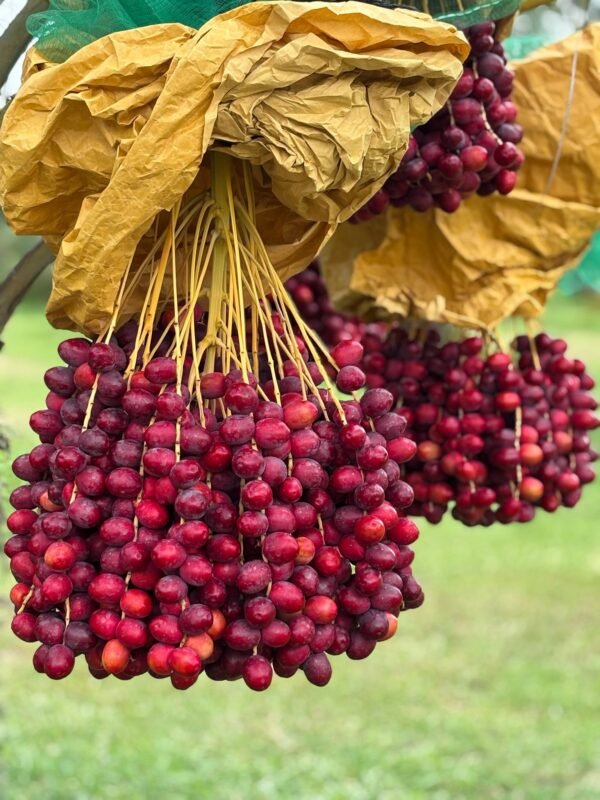 Red Barhi Loose (Kg)