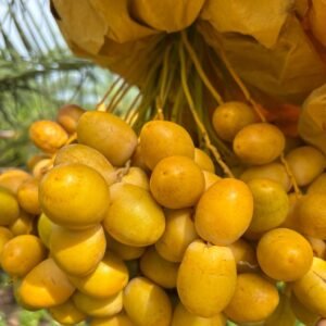 Yellow Barhi Loose (Kg)