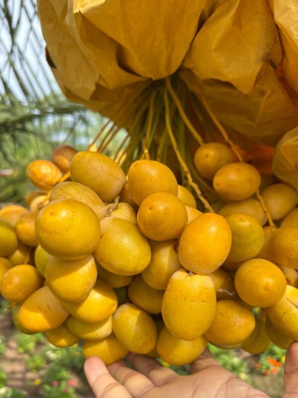 Yellow Barhi Loose (Kg)